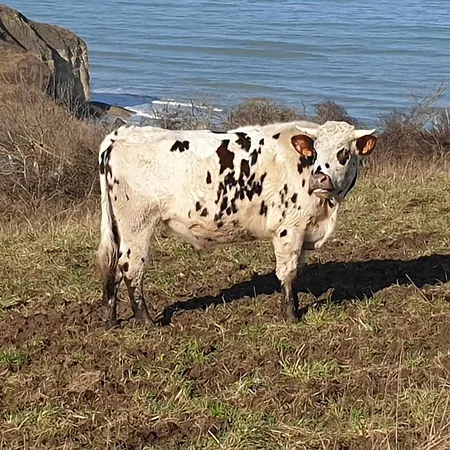 Privatunterkunft A 5 Min De La Pointe Du Hoc